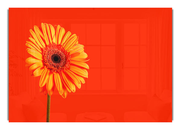 Orange auf orange Gerbera