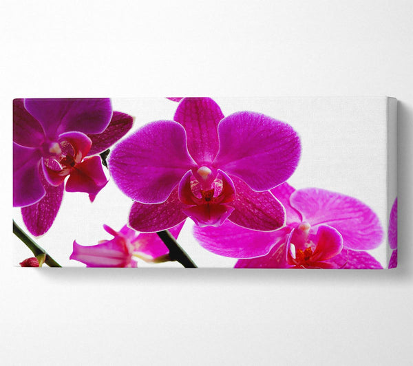 Kirschrosa Orchidee auf Weiß