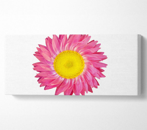 Pink Daisy Twist