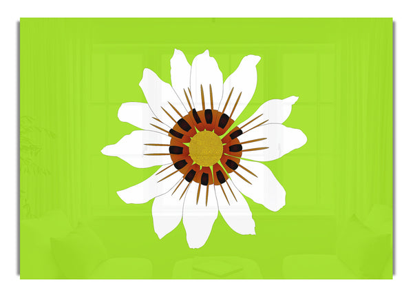 White Daisy Greens
