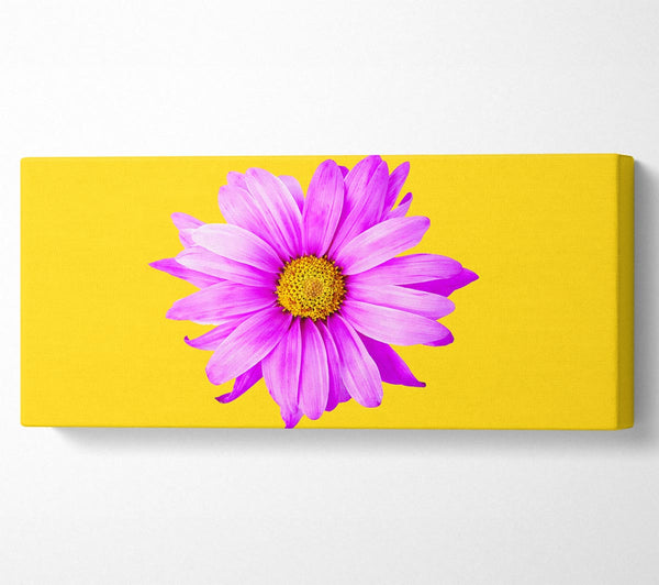 Pink Daisy On Yellow