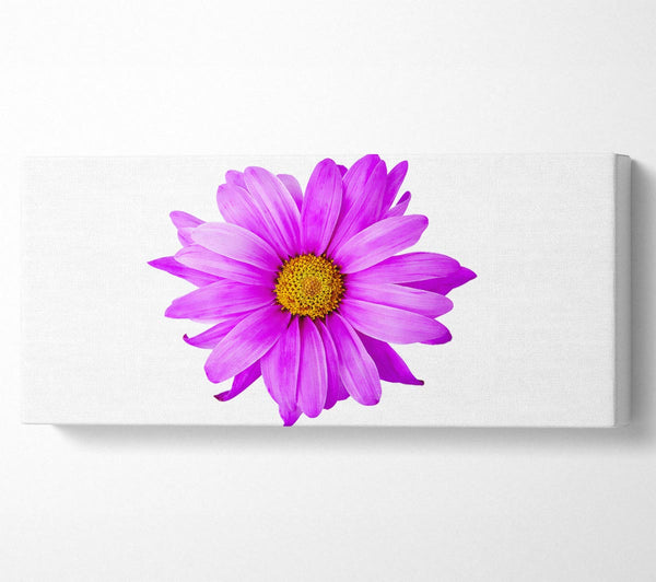 Pink Daisy On White