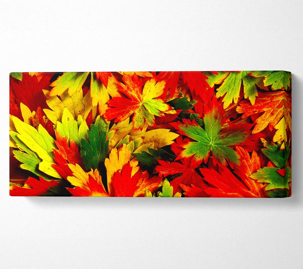Herbstblätter voller Farbe