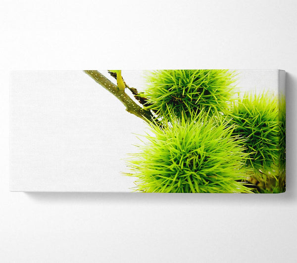 Green Pom poms