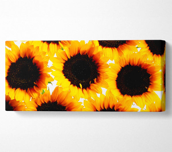 Sonnenblumen in Hülle und Fülle
