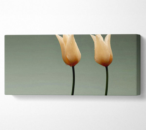 Atemberaubende cremefarbene Tulpen