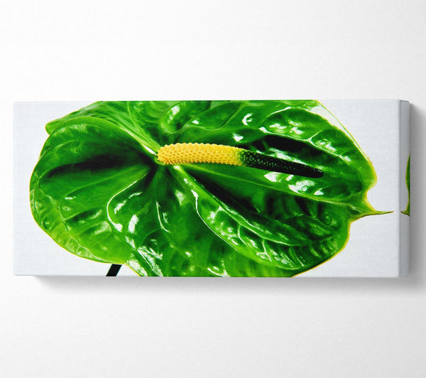 Anthurium-Blume