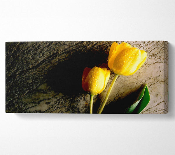 Yellow Tulip Duo