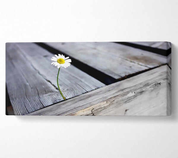 Einzelnes Daisy-Deck