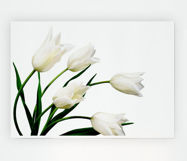 White Tulip Quad Print Poster Wall Art