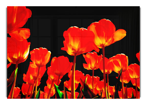 Orange Tulpen Schwarzer Himmel