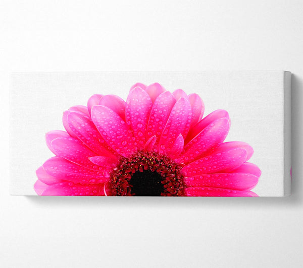 Pink Petal Dew Drop Gerbera