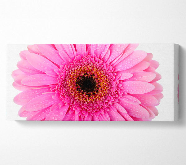 Babyrosa Tautropfen-Gerbera