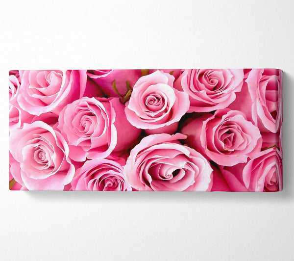 Besondere rosa Rosen