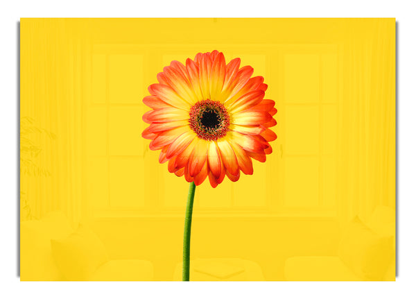 Orange Gerbera auf Gelb