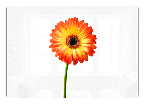 Orangefarbene Gerbera auf Weiß