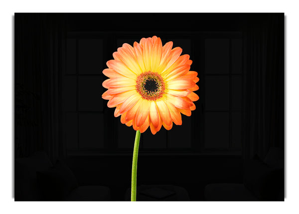 Orangefarbene Gerbera auf Schwarz