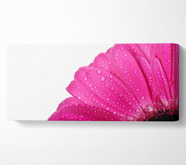 Pink Dewdrop Petals