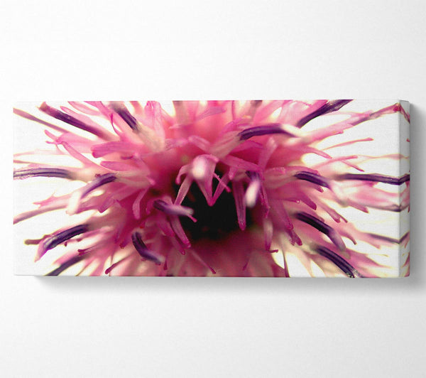 Pink Flower Head Explosion