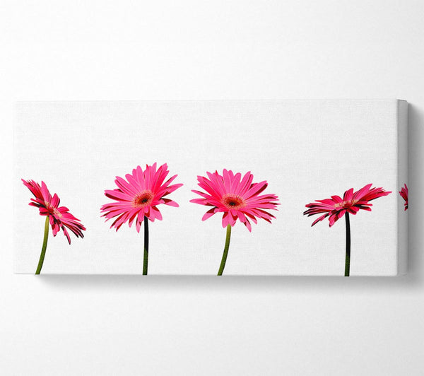 Pink Gerbera Quads
