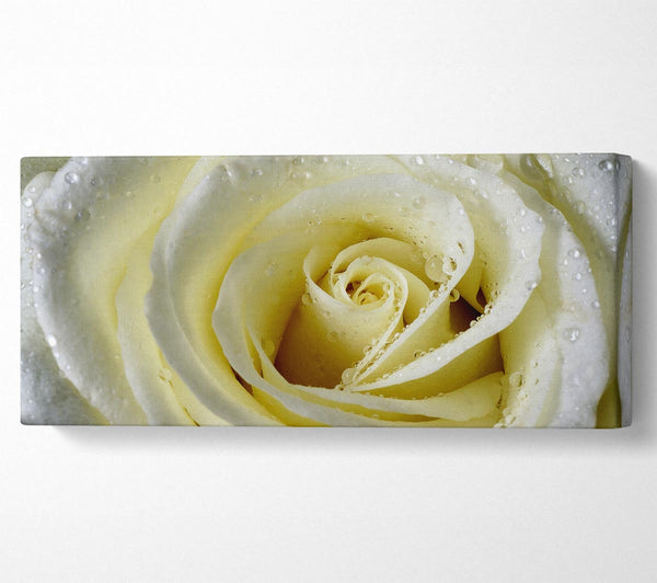Weißer Rosenblütentau