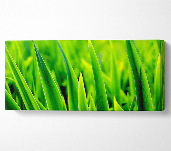 Green Leaf Shafts