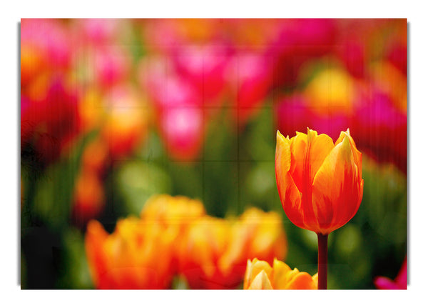 Orangefarbene Tulpen in voller Blüte