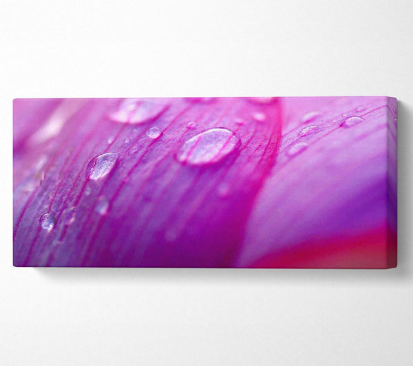Pink Petal Dewdrop Beauty