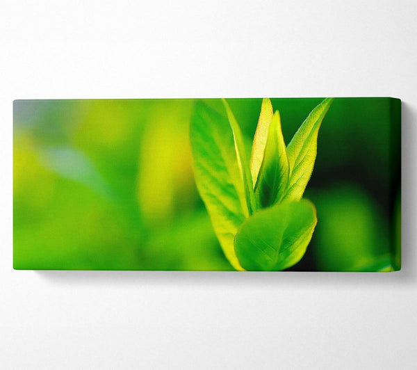 Green Leaf Flower