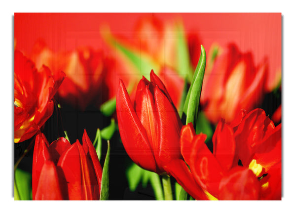 Tulips In Sunlight