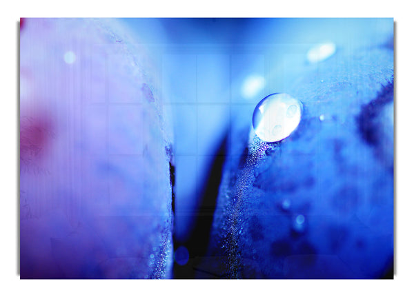 Blue Petal Water Droplet