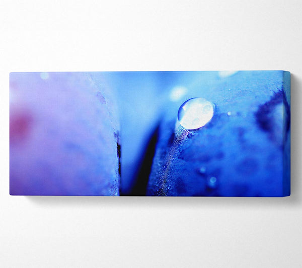 Blaues Blütenblatt, Wassertropfen