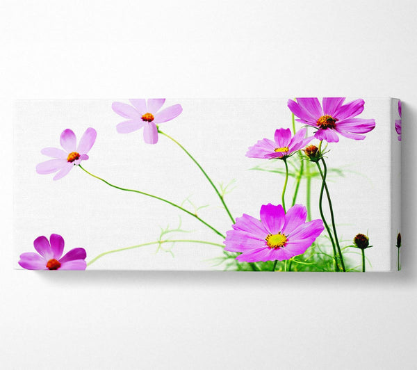 Pink Daisy Bloom