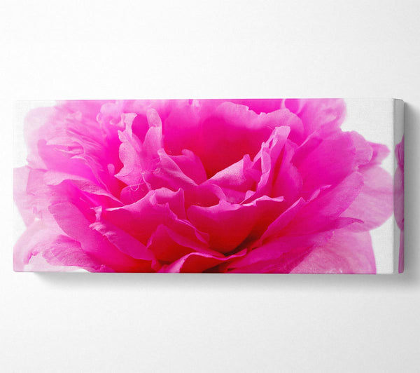 Pink Carnation Ruffles
