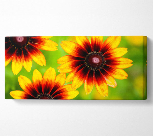 Sun Flower Garden