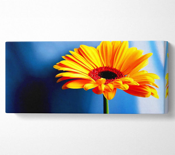 Einzelne orange Gerbera