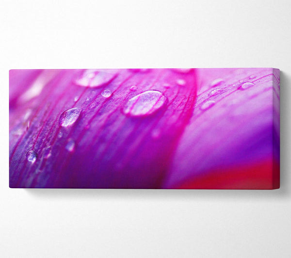 Pink Petal Dew