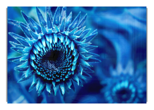Blue Sunflower