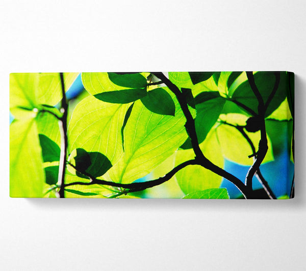 Green Leaves In Sunlight