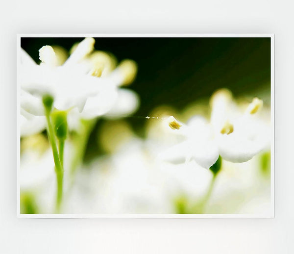 White Flower Heaven With Web Print Poster Wall Art