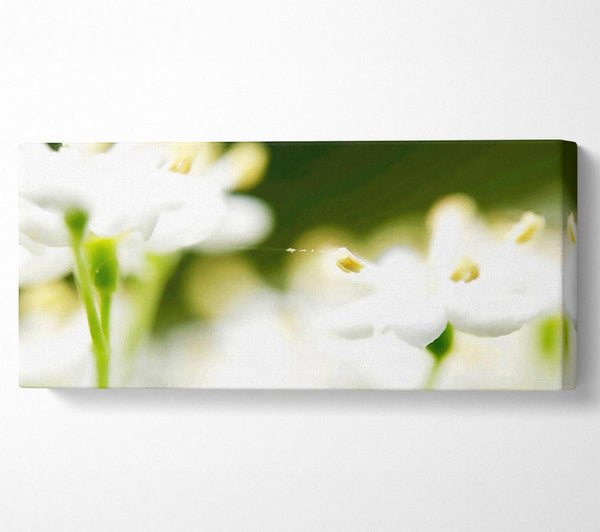 Weiße Blume Himmel mit Web