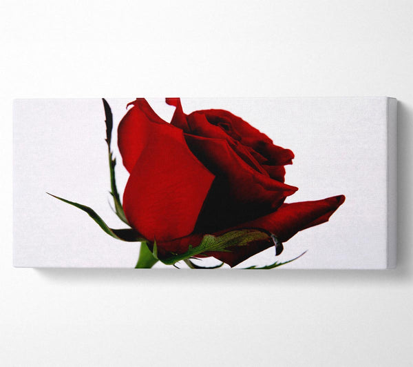Einzelne rote Rose