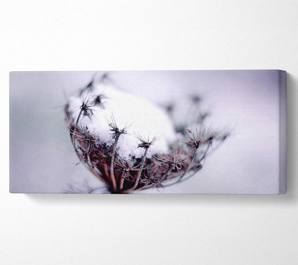 Einzelne Winterblume