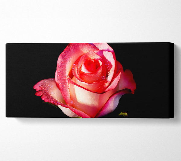 Pink Passion Rose