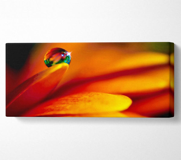 Fire Petal Reflection