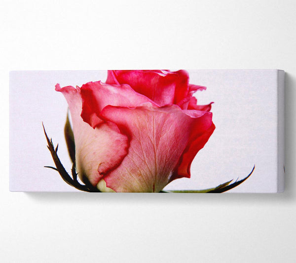 Einzelne rosa Rose