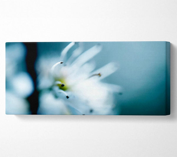 Apfelblüte