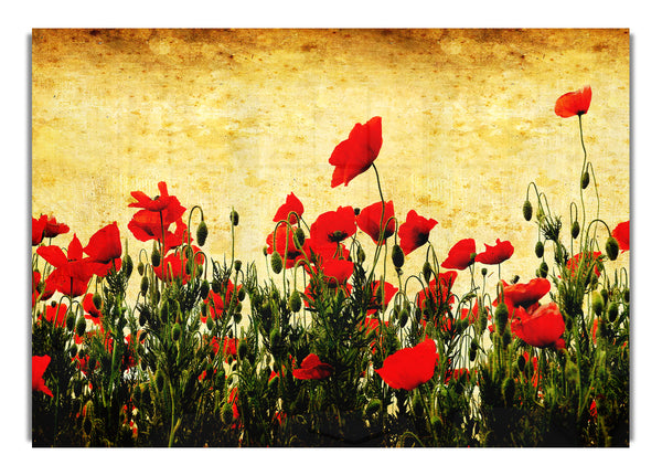 Poppy Field Golden Skys