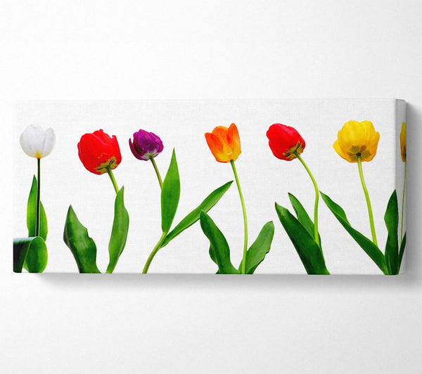 Colours Of Tulips
