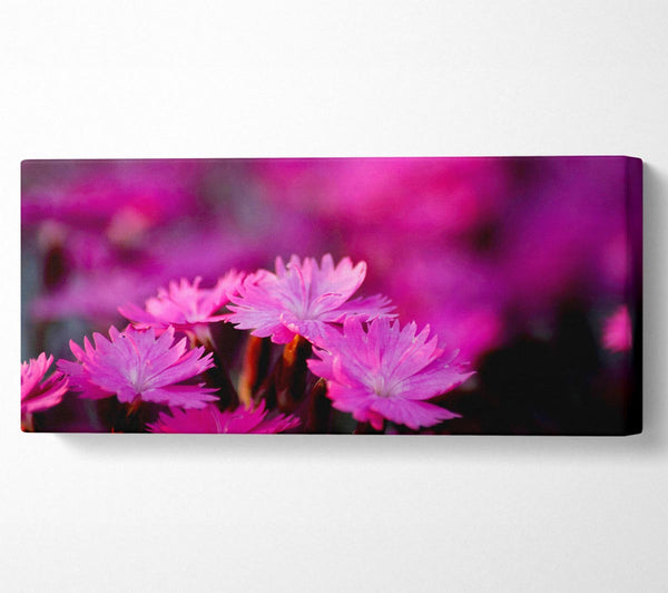 Pink Petal Beauty